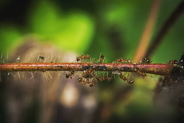 Formigas no ramo molhado — Fotografia de Stock