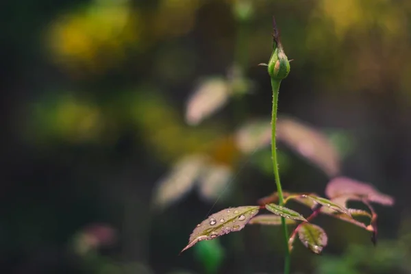 Närbild av ros blomma knopp och löv — Stockfoto