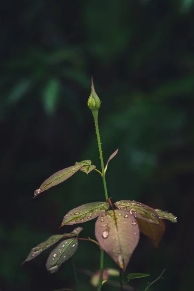 Brote de flor de rosa y hojas después de la lluvia —  Fotos de Stock