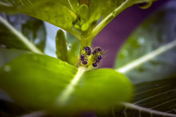 Bebé hormigas juntos en una planta —  Fotos de Stock