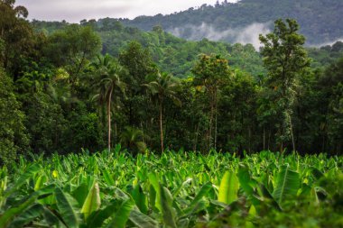 Hindistan'da kırsal peyzaj ortak muz ekimi