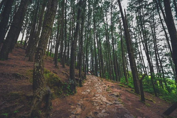 Pinhal Floresta em colinas Vagamon é um dos melhores lugares turísticos em — Fotografia de Stock