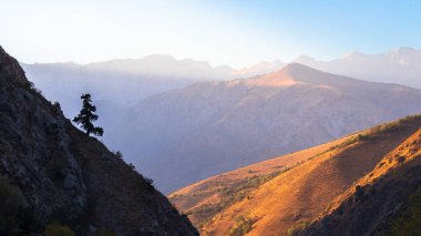 Dağ yamacında yalnız bir çam ağacı. Yumuşak güneş ışığı dağın tepelerini aydınlatır..