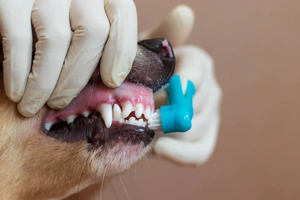 A vet in a medical glove is brushing the dog's teeth. Toothbrush dressed on a finger. We can see white dog teeth.