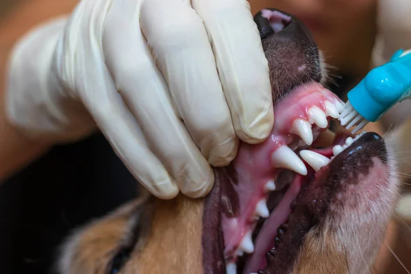 A vet in a medical glove is brushing the dog's teeth. Toothbrush dressed on a finger. We can see white dog teeth.