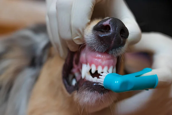 Ein Tierarzt Medizinhandschuh Putzt Dem Hund Die Zähne Zahnbürste Finger — Stockfoto