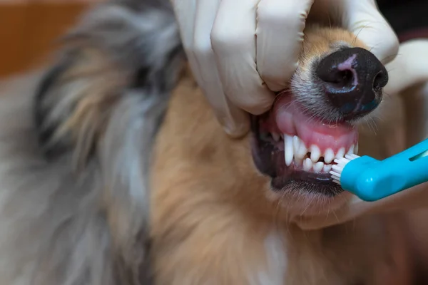 A vet in a medical glove is brushing the dog's teeth. Toothbrush dressed on a finger. We can see white dog teeth.