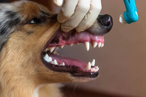 A vet in a medical glove is brushing the dog's teeth. Toothbrush dressed on a finger. We can see white dog teeth.