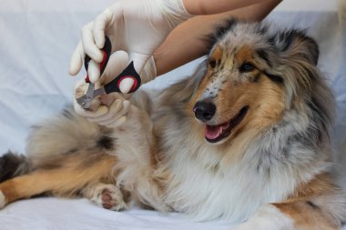 Veterinerde köpeğin pençelerini buduyorum. Köpekler için kuaförde kadın kuaför köpeği. Köpeklerle ilgilenen veteriner.. 
