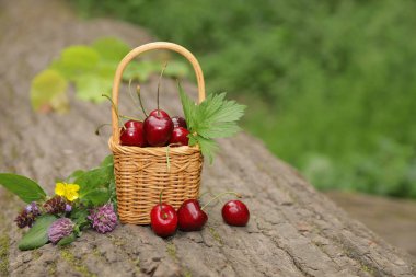 Doğanın arka planında kirazlı sepet