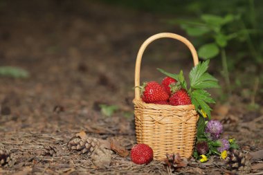 Orman arka planında çilekli sepet.