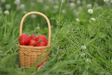 Doğanın arka planında çilekli sepet.