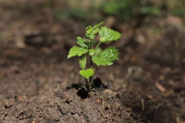 Gündüz vakti genç bitkiler