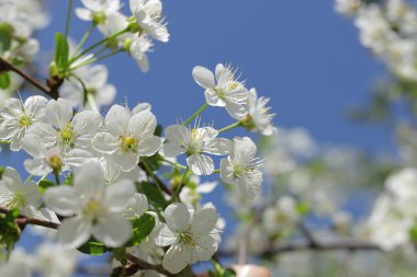 Çiçek açan kiraz ağacı kapanıyor ilkbaharda güneşli bir günde ve mavi gökyüzünde