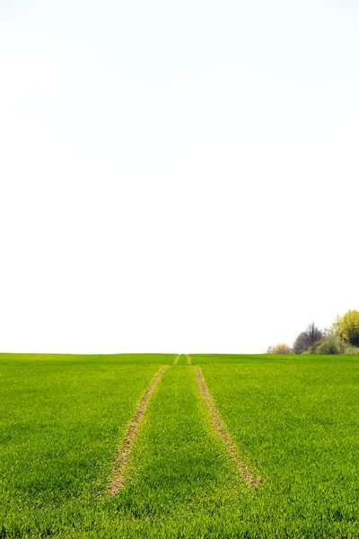 country road in the green field
