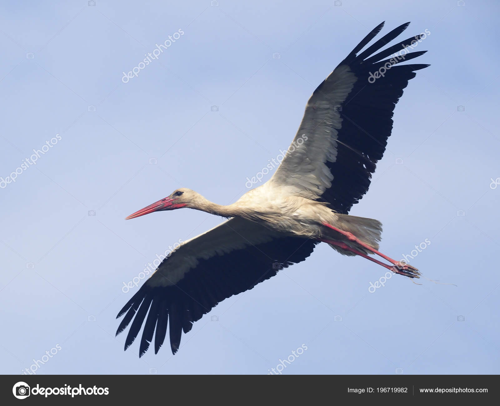 Comment Volent Les Oiseaux