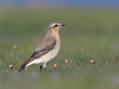 Kuzey kuyrukkakan, Oenanthe oenanthe, çimen, Galler, Mayıs 2018 tek kadın