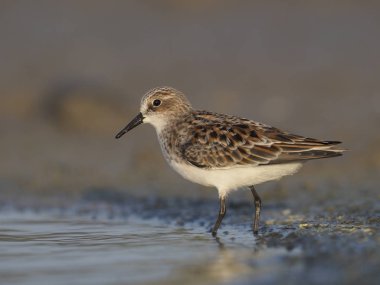 Sanderling, Calidris alba, tek kuş su, İspanya, Mayıs 2018