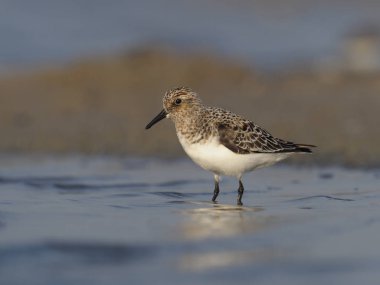 Sanderling, Calidris alba, tek kuş su, İspanya, Mayıs 2018