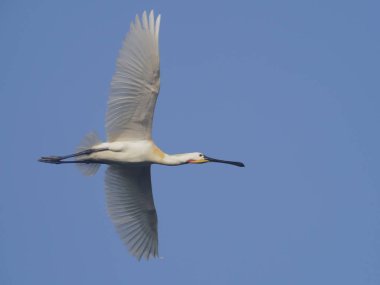 Kaşıkçı (kuş), uçuş, İspanya, Mayıs 2018 tek kuş Platalea leucorodia