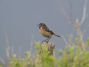 Stonechat, Saxicola rubicola rubicola, şube, İspanya, Mayıs 2018 tek kadın
