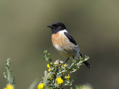 Stonechat, Saxicola rubicola rubicola, şube, İspanya, Mayıs 2018 üzerinde tek erkek