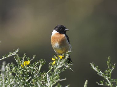 Stonechat, Saxicola rubicola rubicola, şube, İspanya, Mayıs 2018 üzerinde tek erkek
