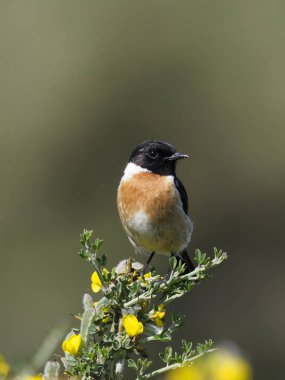 Stonechat, Saxicola rubicola rubicola, şube, İspanya, Mayıs 2018 üzerinde tek erkek