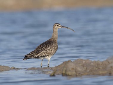 Sürmeli kervan çulluğu, Numenius phaeopus, su, İspanya, Mayıs 2018 tek kuş