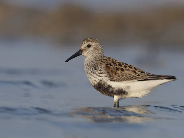 Dunlin Calidris Alpina Uccello Singolo Acqua Spagna Maggio 2018 — Foto Stock