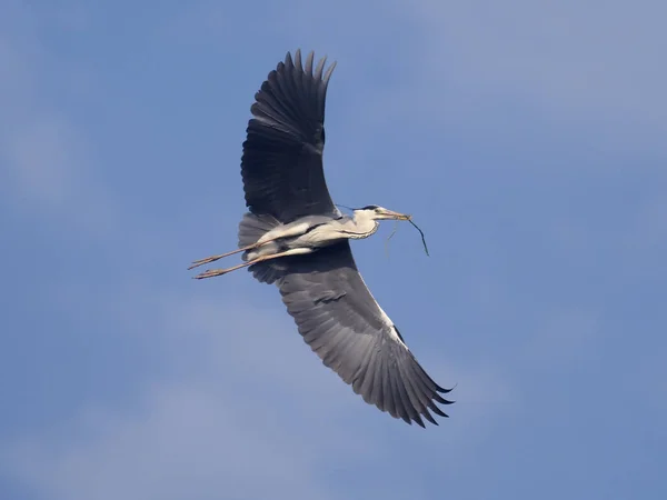 Grijs Heron Ardea Cinerea Één Vogel Vlucht Spanje Mei 2018 — Stockfoto