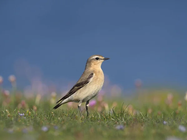 Bělořit Šedý Oenanthe Oenanthe Jedné Samici Trávě Wales Květen 2018 — Stock fotografie