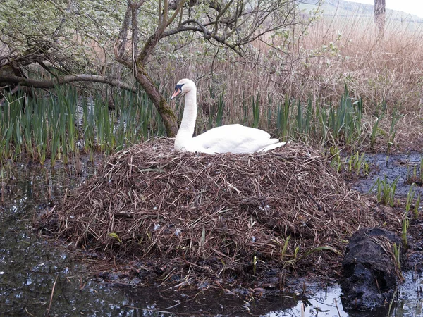 Cygne Muet Cygnus Olor Oiseau Unique Nid Avril 2018 — Photo