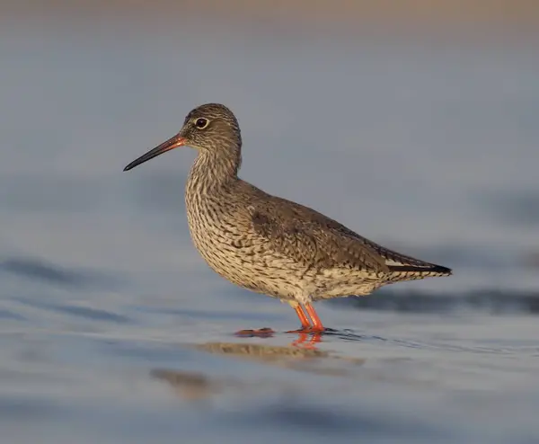 Redshank Tringa Totanus Único Pássaro Água Espanha Maio 2018 — Fotografia de Stock