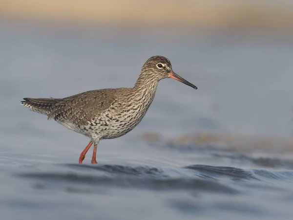 Redshank Tringa Totanus Одинокая Птица Воде Испания Май 2018 Года — стоковое фото