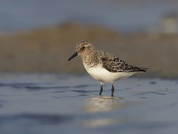 Sanderling Calidris Alba Uccello Singolo Acqua Spagna Maggio 2018 — Foto Stock