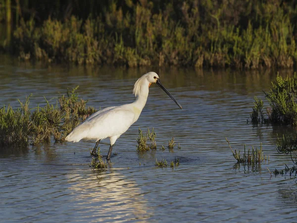 Platalea Leucorodia 单鸟在水中 西班牙 2018年5月 — 图库照片