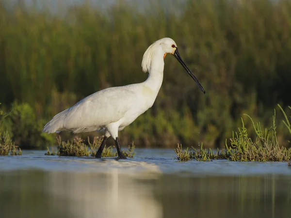 Skedstork Platalea Leucorodia Enstaka Fågel Vatten Spanien Maj 2018 — Stockfoto