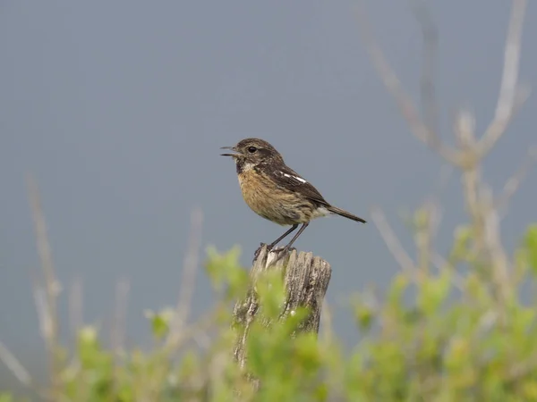 Schwarzkehlchen Saxicola Rubicola Rubicola Einzelnes Weibchen Auf Ast Spanien Mai — Stockfoto