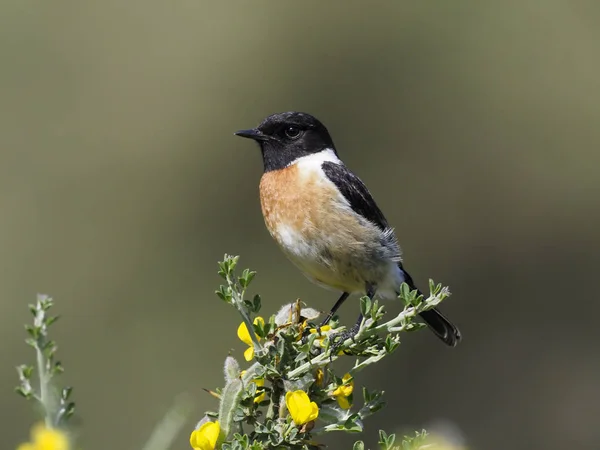 Schwarzkehlchen Saxicola Rubicola Rubicola Einzelnes Männchen Auf Ast Spanien Mai — Stockfoto