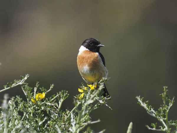 Schwarzkehlchen Saxicola Rubicola Rubicola Einzelnes Männchen Auf Ast Spanien Mai — Stockfoto