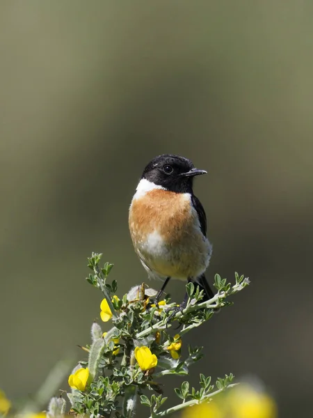 Bramborníček Černohlavý Saxicola Rubicola Rubicola Jediný Muž Větvi Španělsko Květen — Stock fotografie