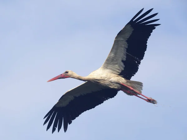 Vit Stork Ciconia Ciconia Enstaka Fågel Flykt Spanien Maj 2018 — Stockfoto