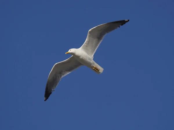 Gabbiano Dalle Zampe Gialle Larus Cachinnans Uccello Single Volo Spagna — Foto Stock