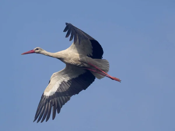 Vit Stork Ciconia Ciconia Enstaka Fågel Flykt Spanien Maj 2018 — Stockfoto