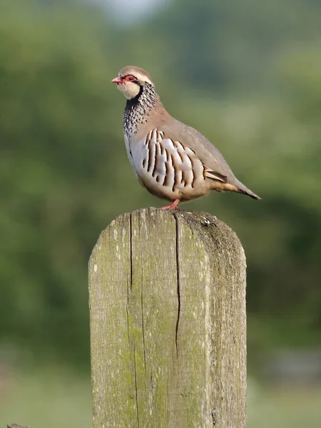 Red Legged Partridge Alectoris Rufa Single Bird Post Warwickshire May — Stock Photo, Image