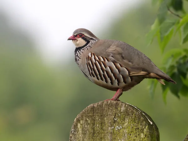 Red Legged Partridge Alectoris Rufa Single Bird Post Warwickshire May — Stock Photo, Image