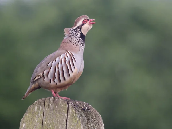 Red Legged Partridge Alectoris Rufa Single Bird Post Warwickshire May — Stock Photo, Image