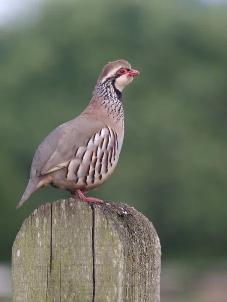 Orebice Rudá Alectoris Rufa Jeden Pták Post Warwickshire Květen 2018 — Stock fotografie