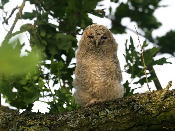 Tawny Owl Strix Aluco Ave Joven Soltera Árbol Warwickshire Mayo — Foto de Stock